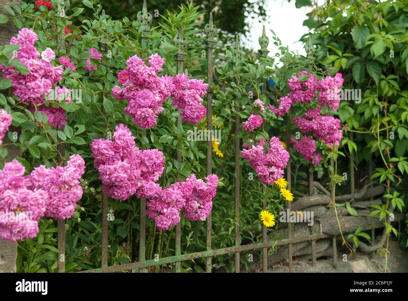 Pink super dorothy hi-res stock photography and images - Alamy