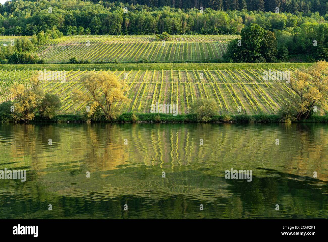 Weinberg an der Mosel bei Zell, Rheinland-Pfalz, Deutschland  | vineyard at the Moselle river near Zell,  Rhineland-Palatinate, Germany Stock Photo