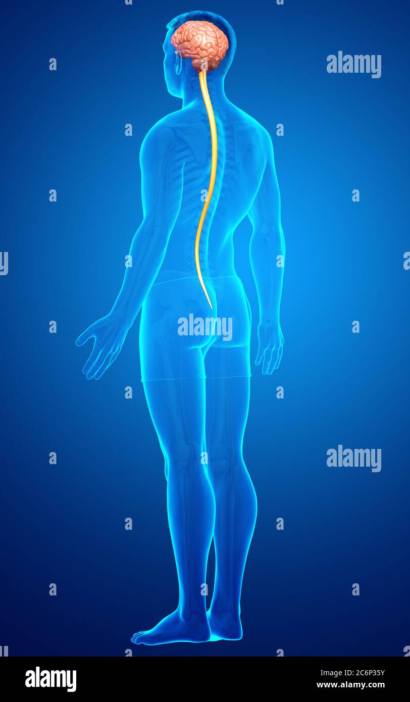 3d rendered medically accurate illustration of a male brain Stock Photo ...