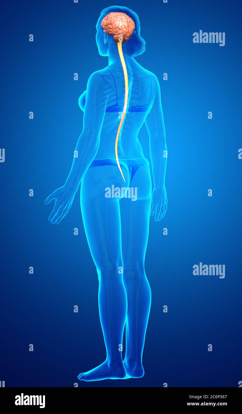 3d rendered medically accurate illustration of the brain Stock Photo ...