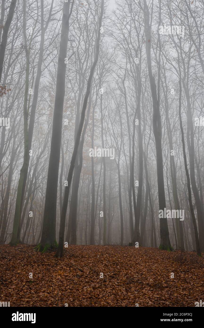View of trees in foggy forest at fall Stock Photo - Alamy