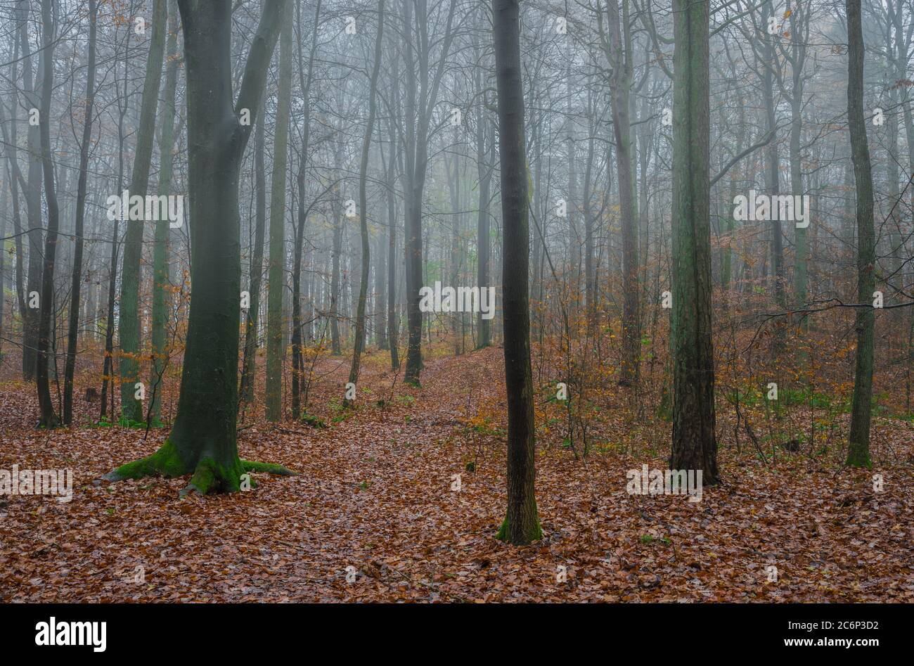 Trail trough forest trees on foggy autum day Stock Photo - Alamy