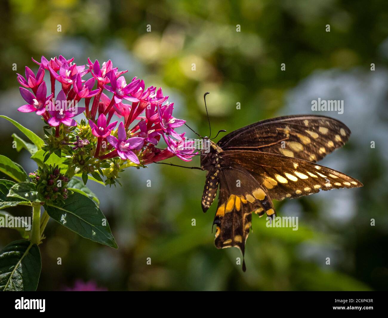 Butterfly on red flower in garden, Stock Photo