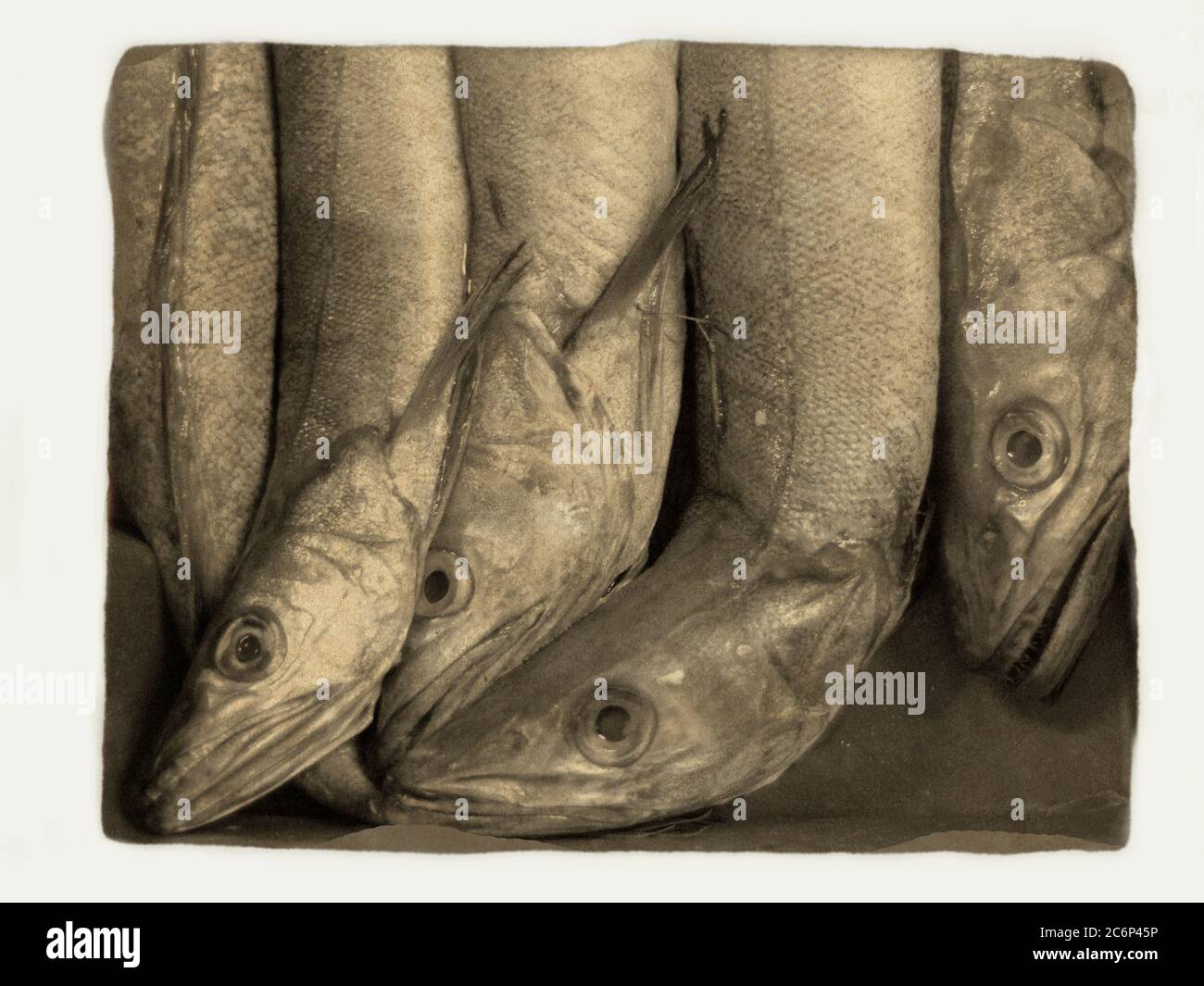 fish in market Stock Photo