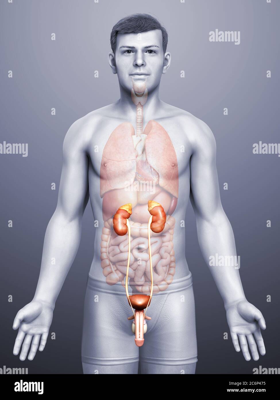 3d rendered, medically accurate illustration of the kidneys Stock Photo ...