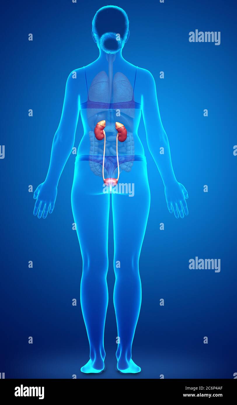 3d rendered, medically accurate illustration of female kidneys Stock ...