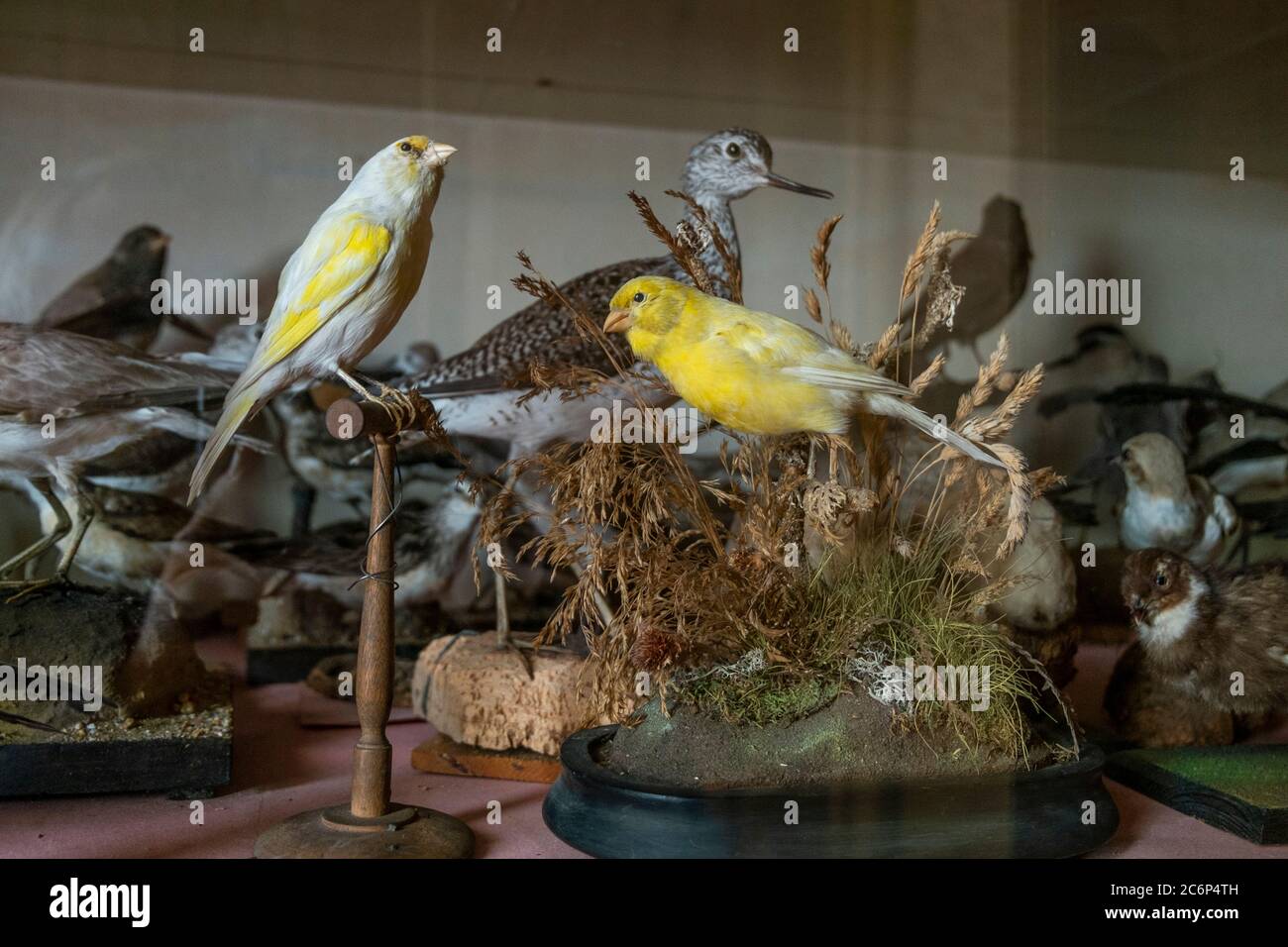 Taxidermy birds in case Stock Photo
