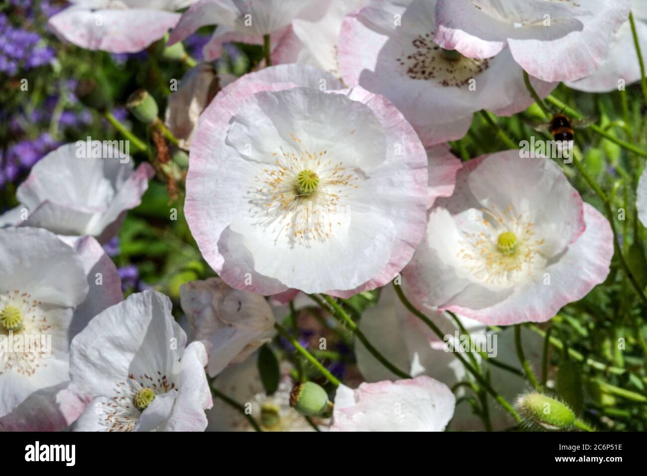Papaver rhoeas 'Bridal Silk' White poppies Delicate flower Stock Photo