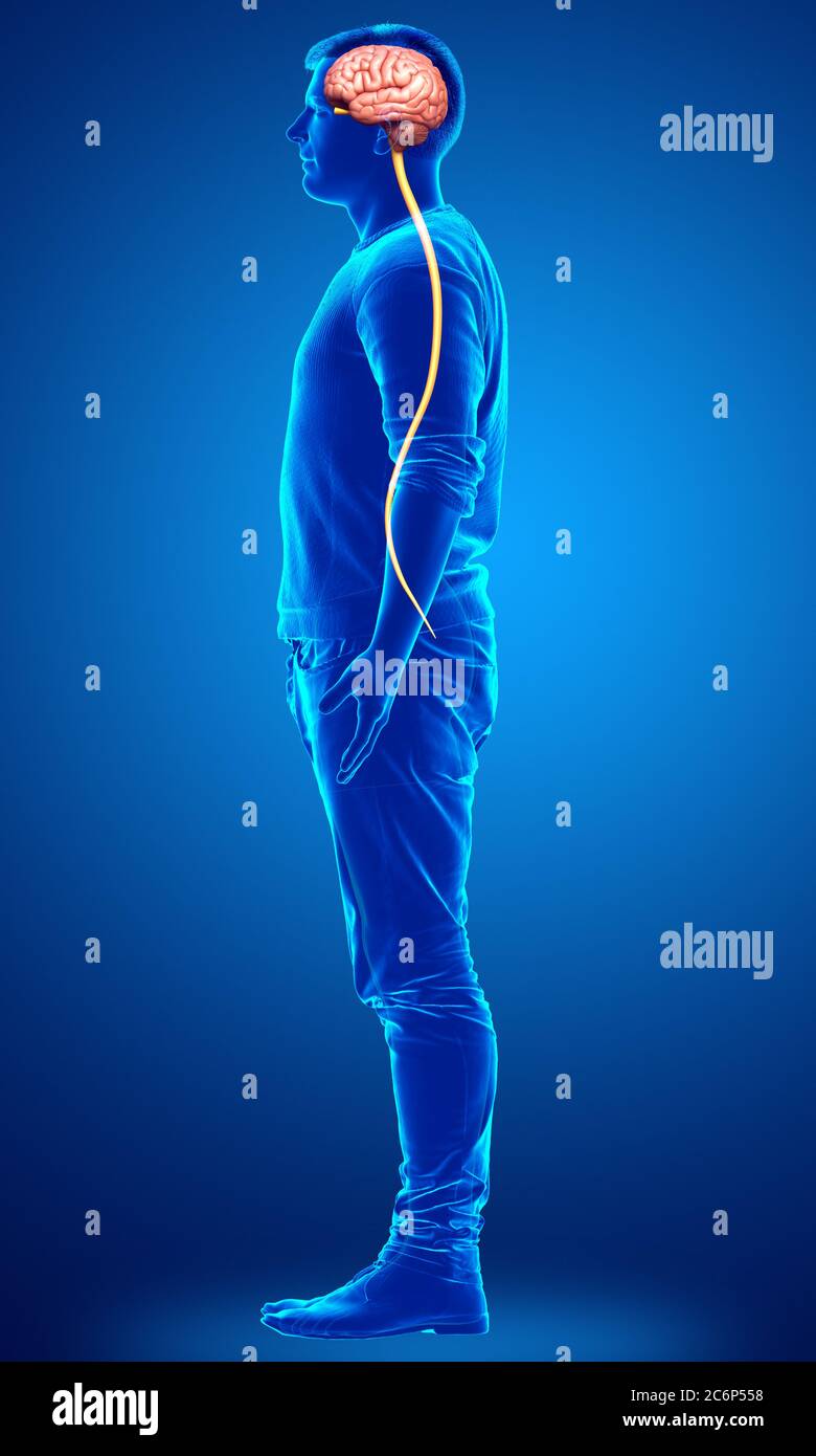 3d rendered medically accurate illustration of a male brain Stock Photo ...