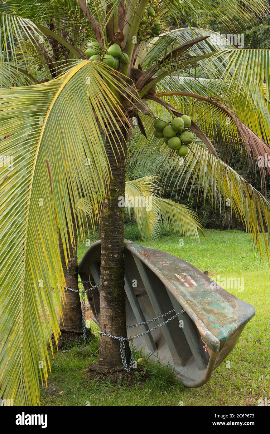 Fisher boat under a coconut palm in Cano Blanco in Tortuguero National Park in Costa Rica, Central America Stock Photo