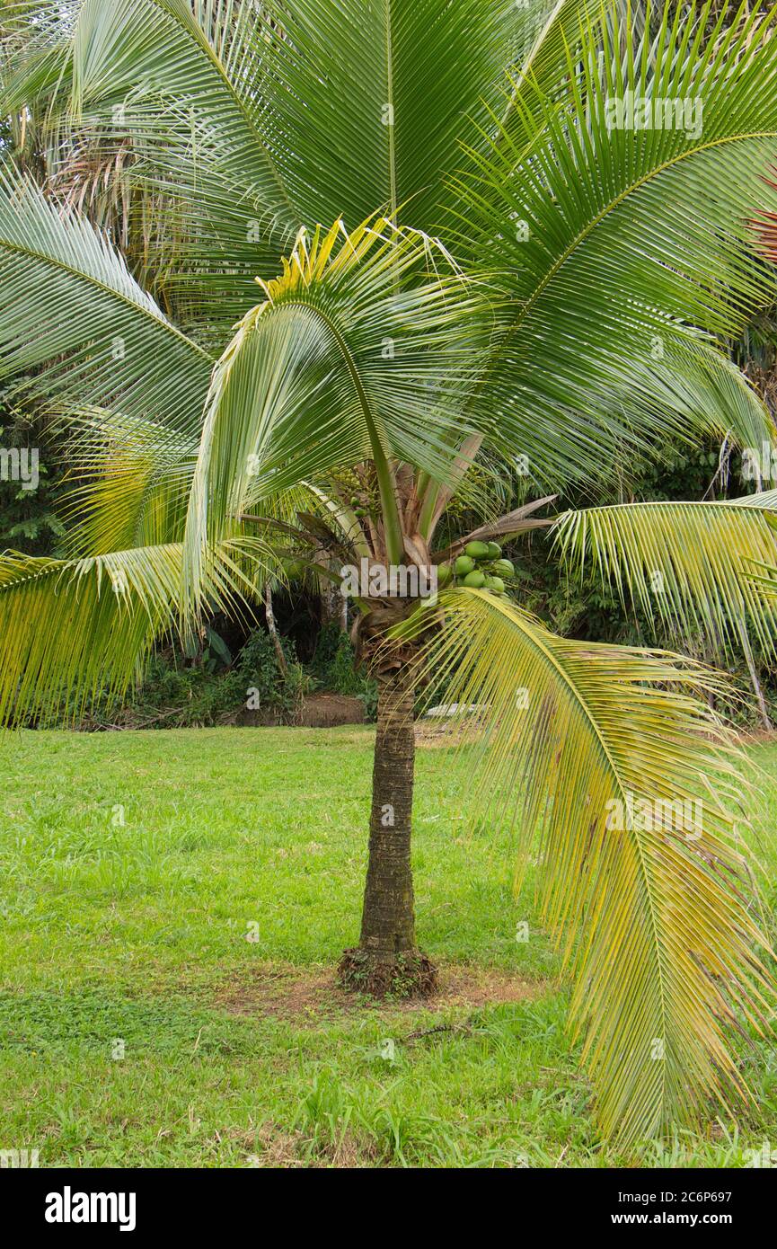 Coconut palm in Cano Blanco in Tortuguero National Park in Costa Rica, Central America Stock Photo
