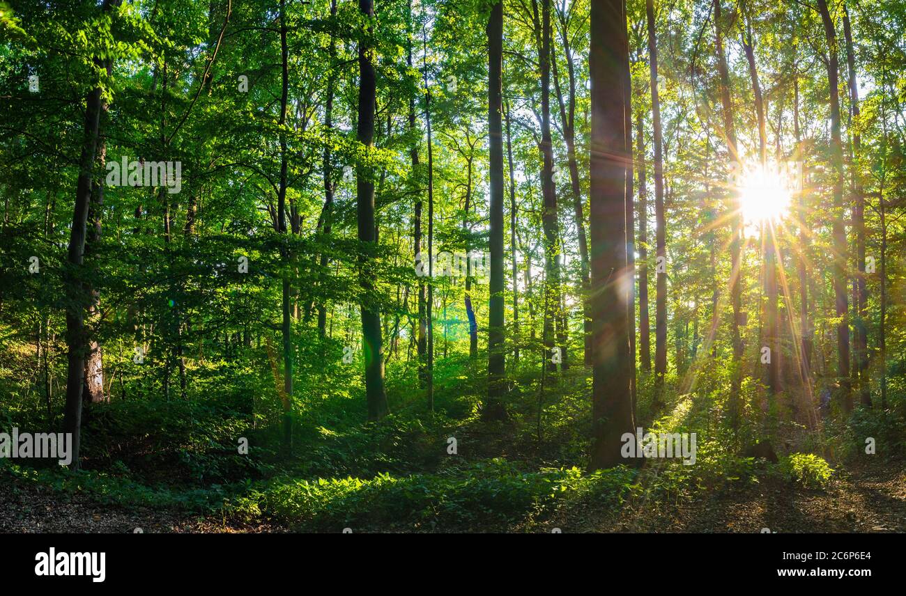 Rays of sunlight in green forest panorama Stock Photo - Alamy