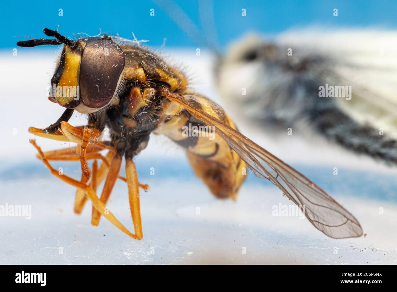 macro close up of hoverfly Stock Photo