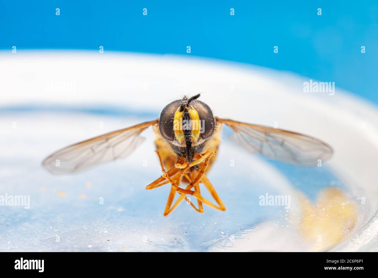 macro close up of hoverfly Stock Photo