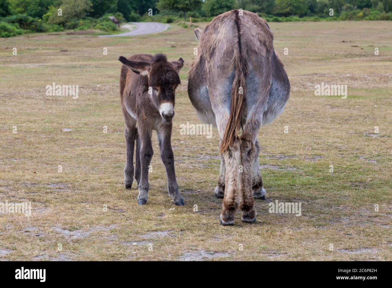 New Forest, Hampshire, UK. 11th July 2020. UK weather Donkeys enjoy