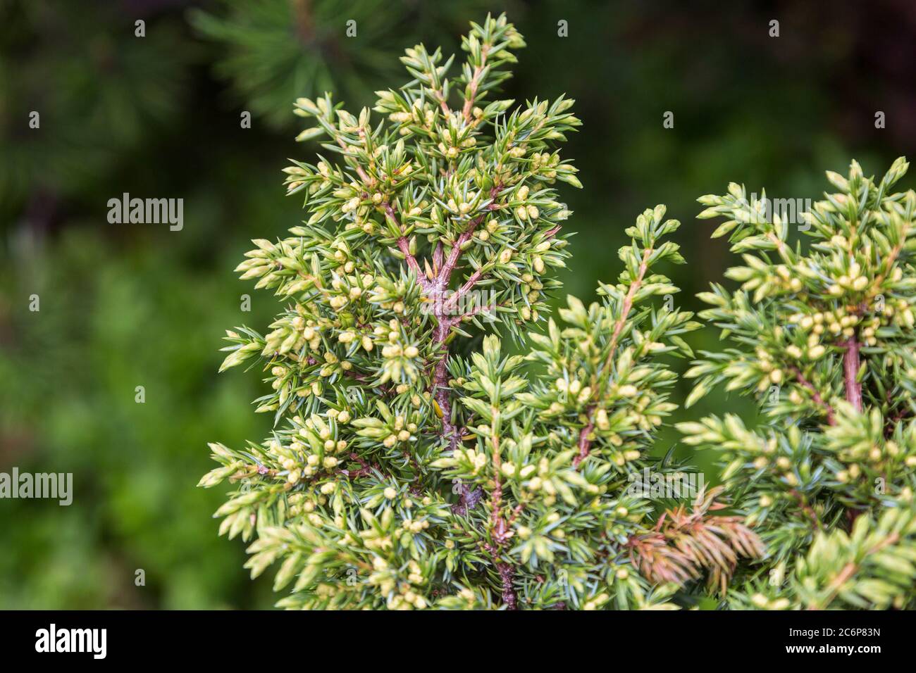Juniper tree (Juniperus communis) bush is evergreen coniferous tree as background Stock Photo