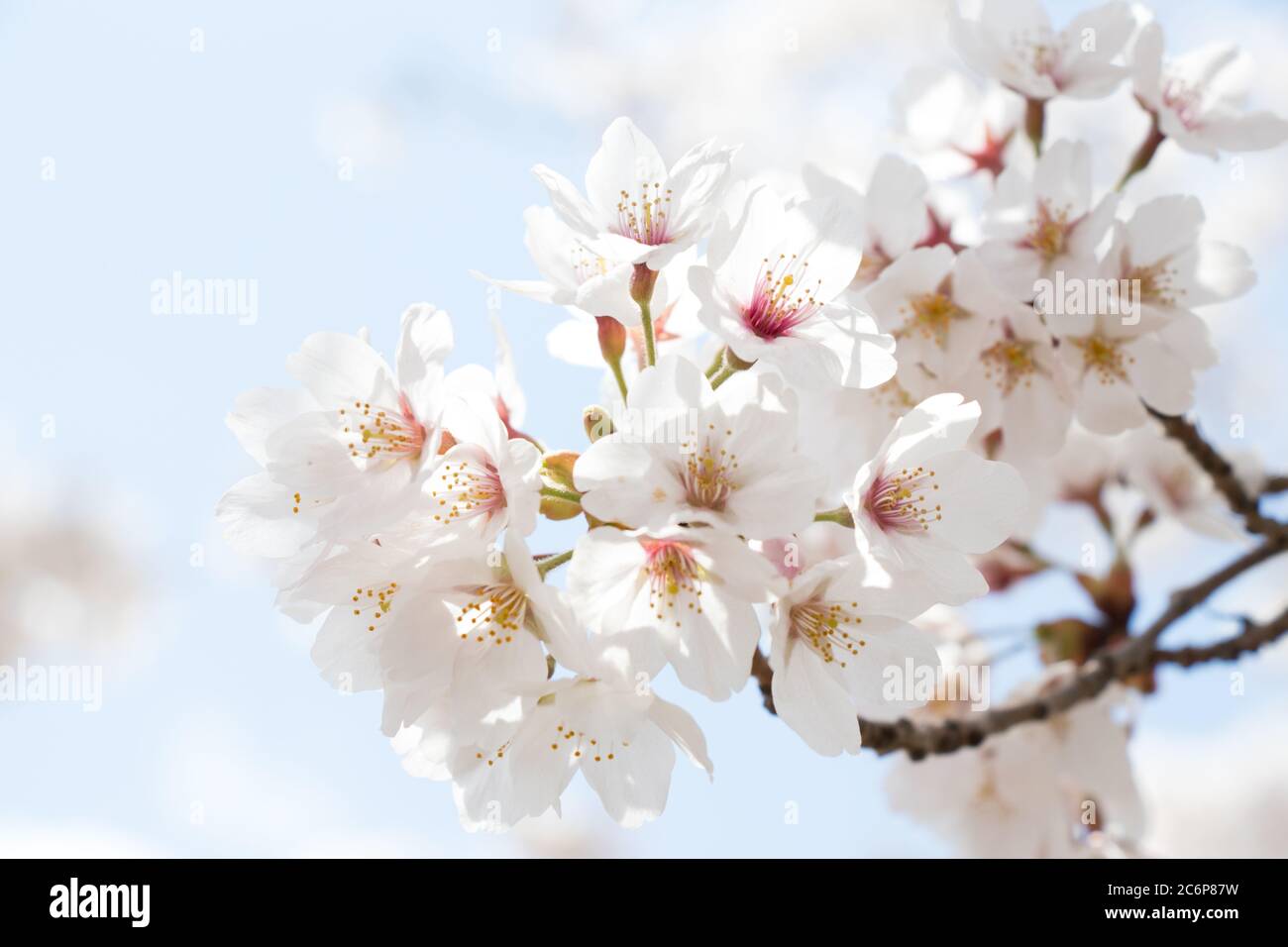 Closed up of flower sakura (cherry) blossom on blue sky background ...