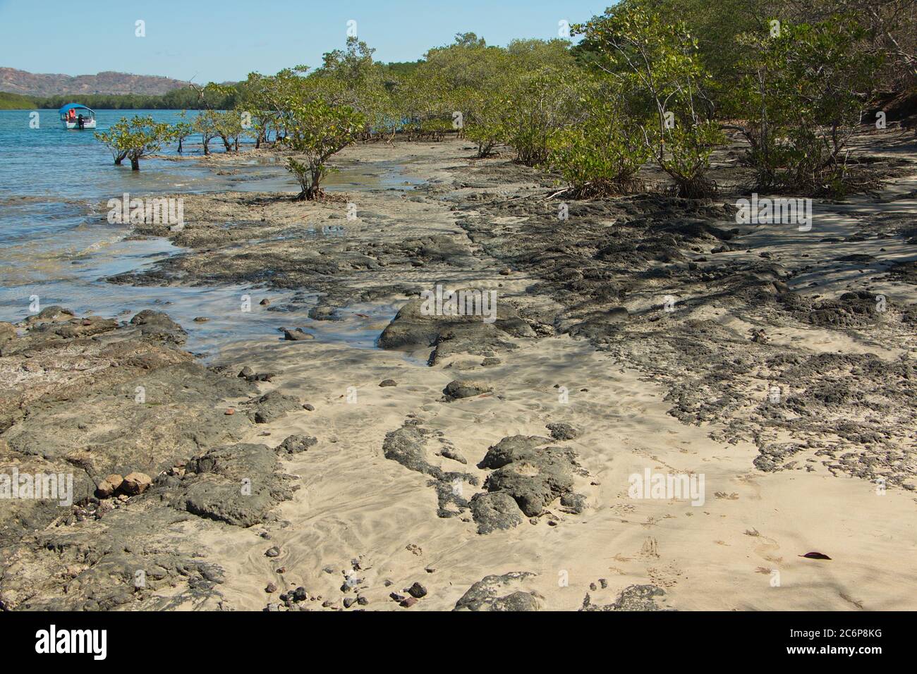 The coast with Mangrove forest at Tamarindo in Costa Rica, Central ...