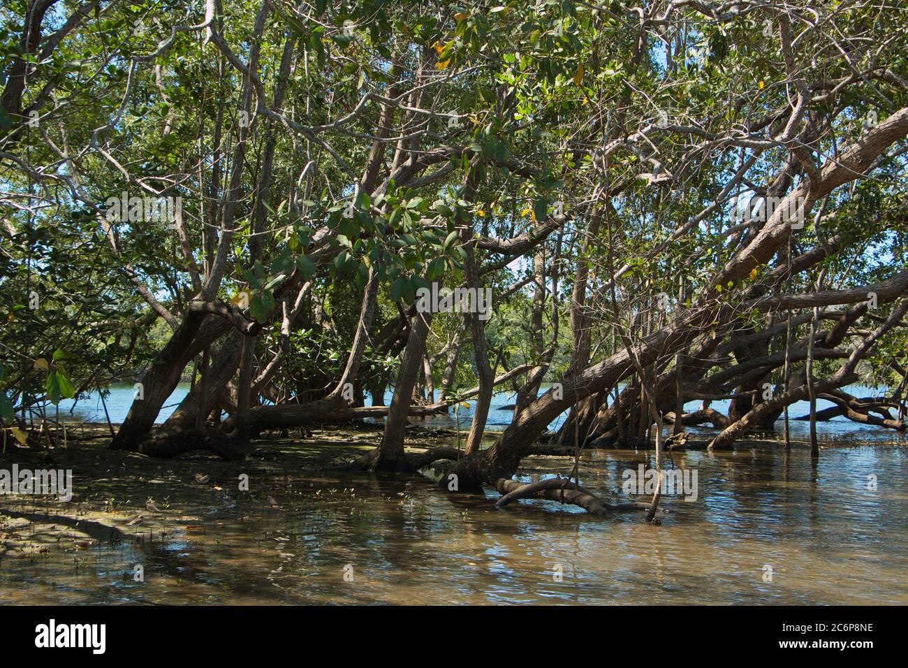Mangrove forest at Tamarindo in Costa Rica, Central America Stock Photo