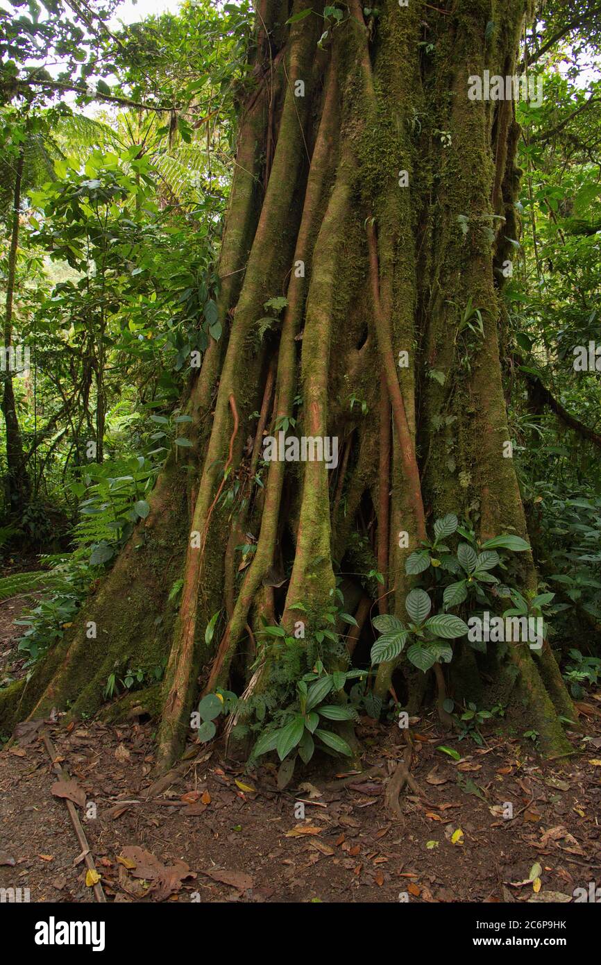 Trees in Bosque Nuboso National Park near Santa Elena in Costa Rica, Central America Stock Photo