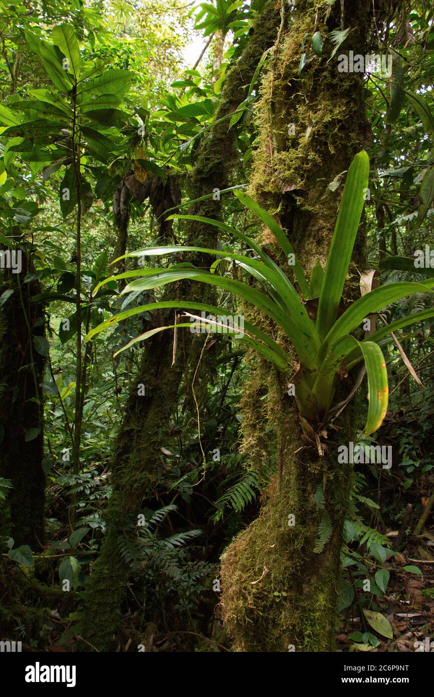 Trees in Bosque Nuboso National Park near Santa Elena in Costa Rica, Central America Stock Photo