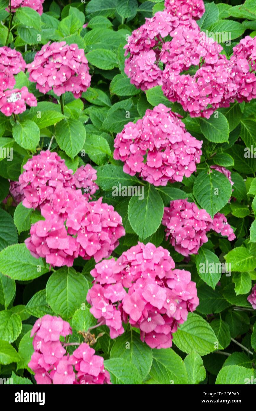 Pink Hydrangea Miss Hepburn Stock Photo
