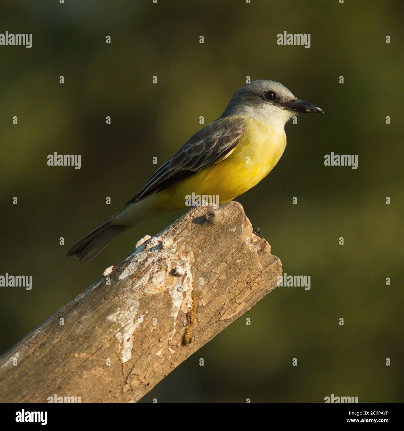 Tropical Kingbird at Rio Tarcoles near Tarcoles in Costa Rica, Central America Stock Photo