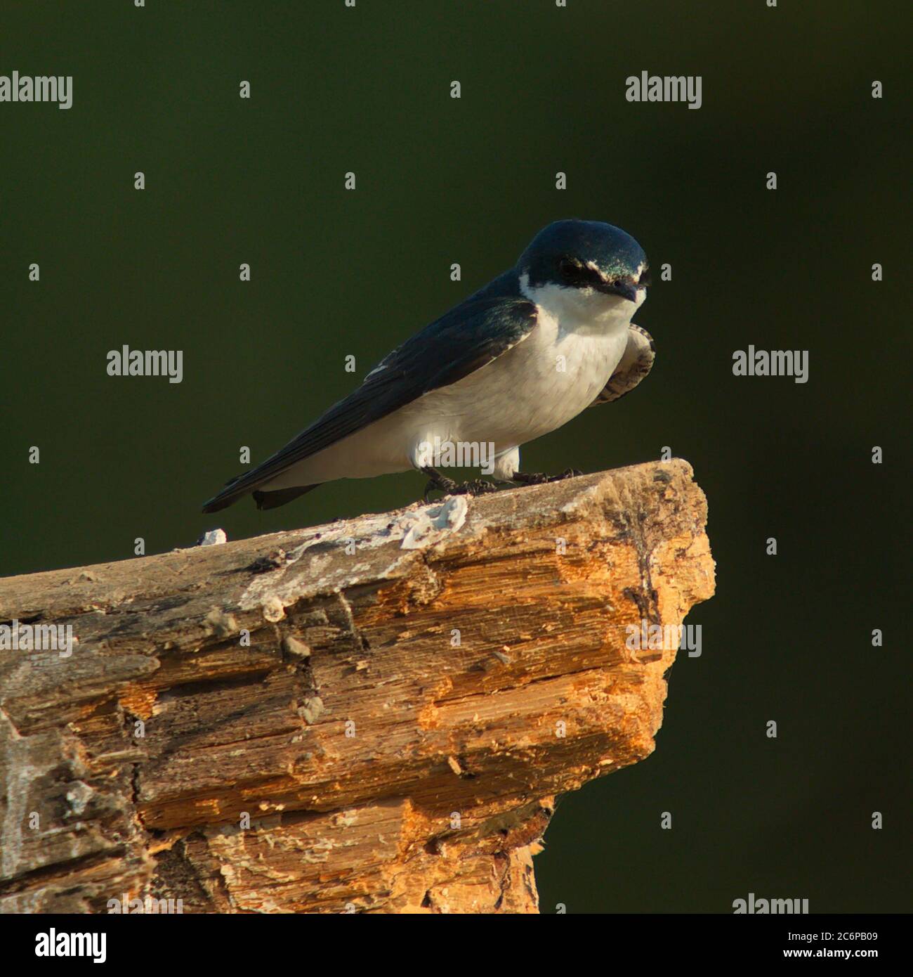 Mangrove swallow at Rio Tarcoles near Tarcoles in Costa Rica, Central America Stock Photo