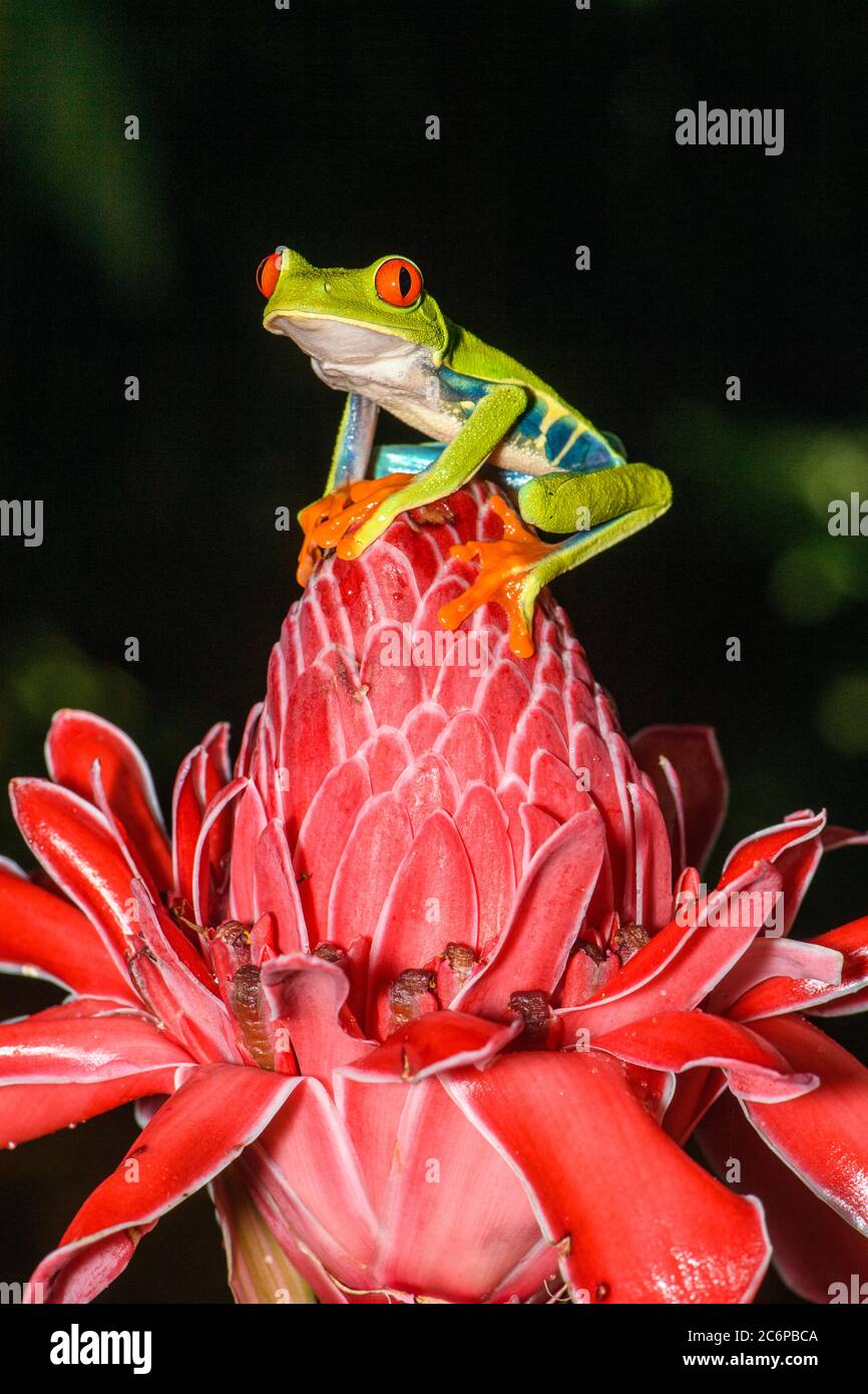 RedEyed Tree Frog (Agalychnis callidryas), Frogs Heaven, Limon, Costa
