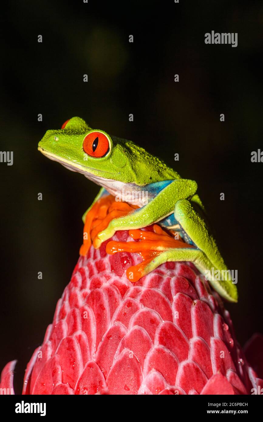 Red-Eyed Tree Frog (Agalychnis callidryas), Frogs Heaven, Limon, Costa Rica Stock Photo