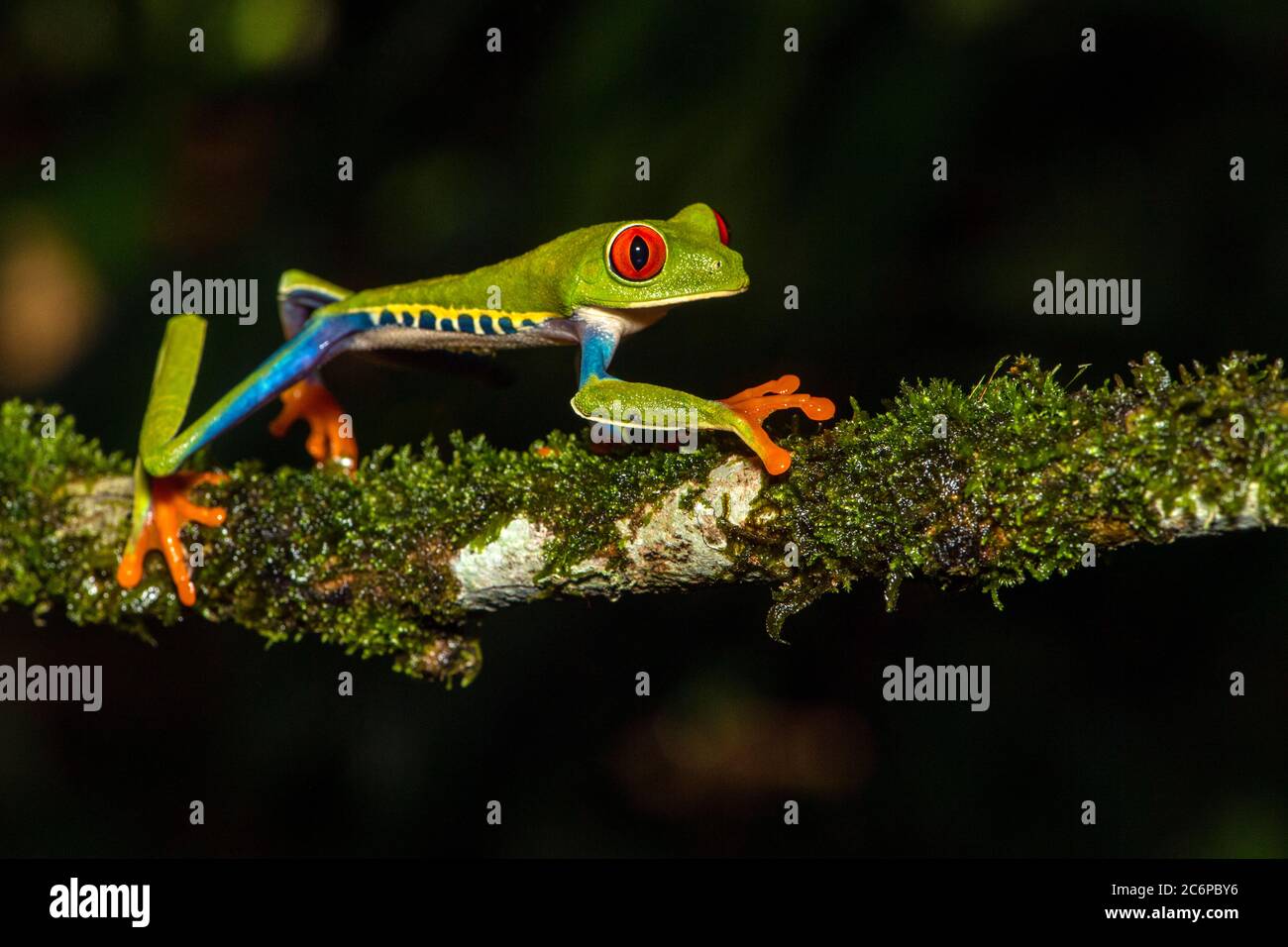 Red-Eyed Tree Frog (Agalychnis callidryas), Frogs Heaven, Limon, Costa Rica Stock Photo