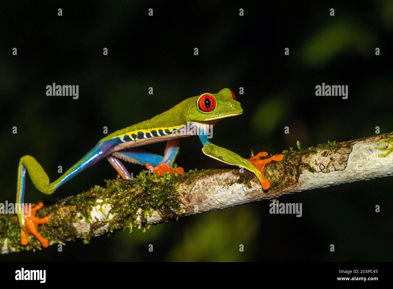 Red-Eyed Tree Frog (Agalychnis callidryas), Frogs Heaven, Limon, Costa Rica Stock Photo