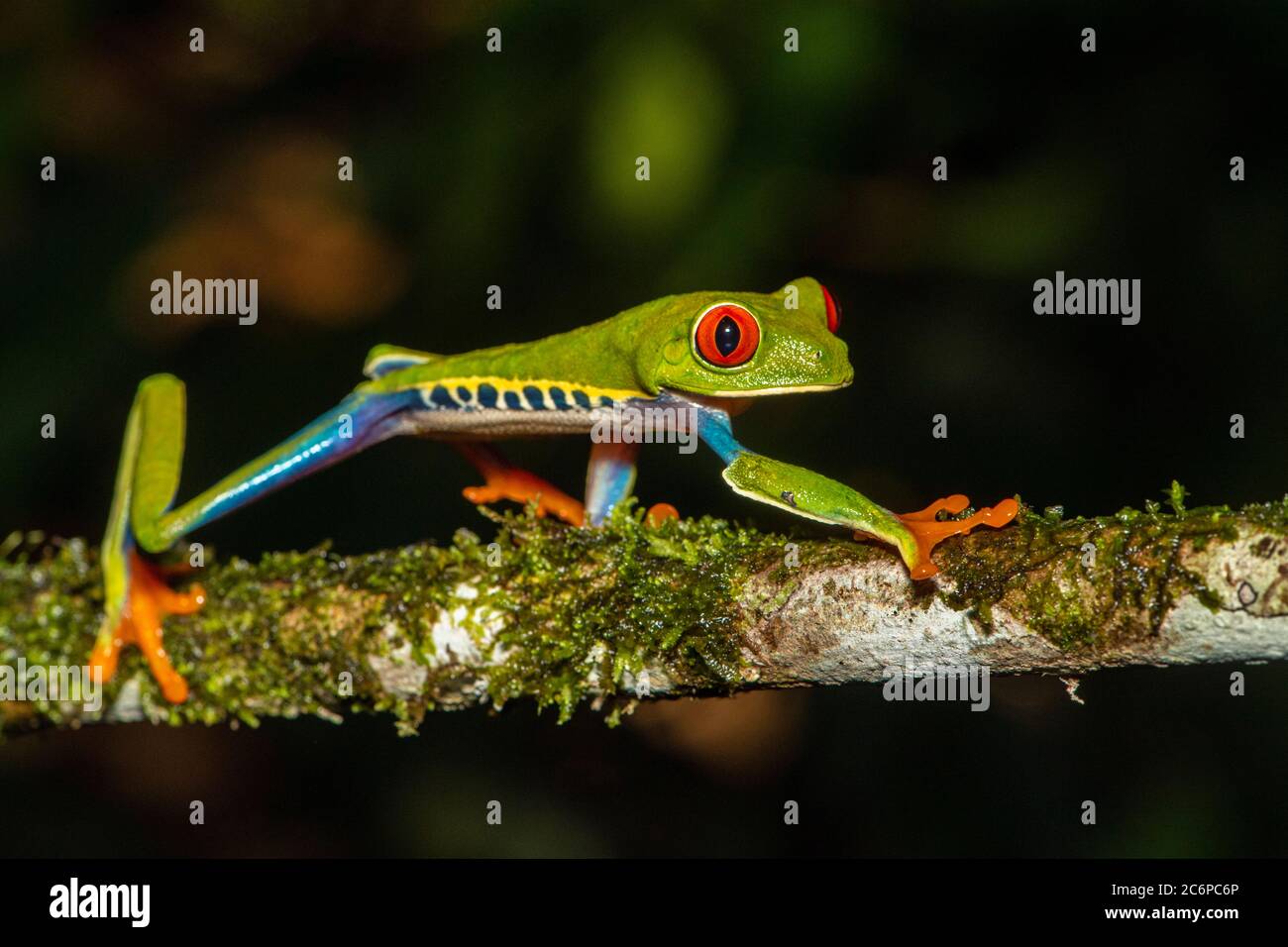 Red-Eyed Tree Frog (Agalychnis callidryas), Frogs Heaven, Limon, Costa Rica Stock Photo