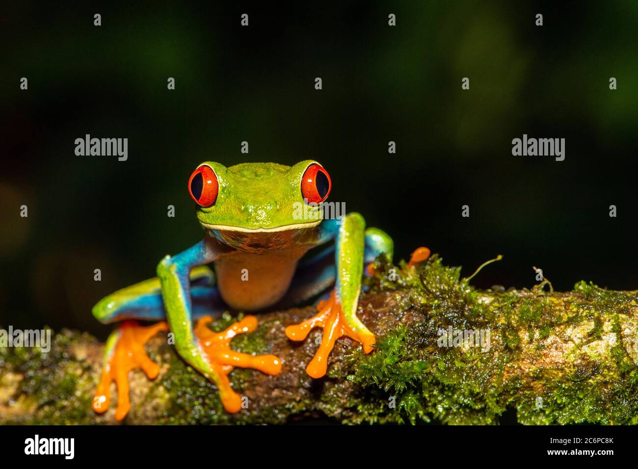 Red-Eyed Tree Frog (Agalychnis callidryas), Frogs Heaven, Limon, Costa Rica Stock Photo