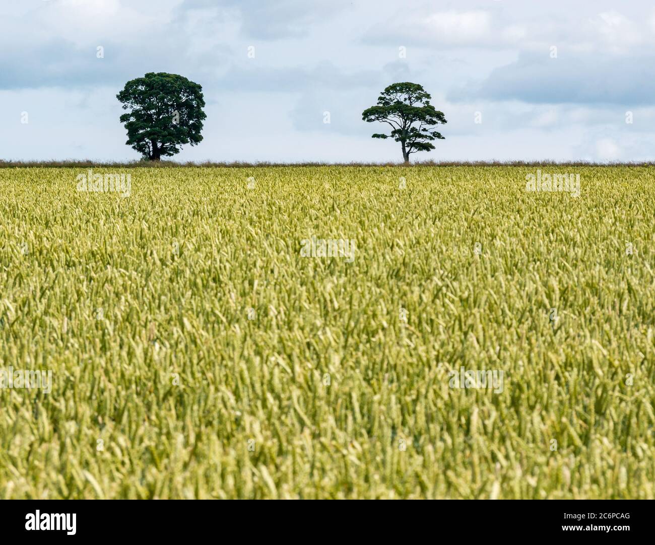 Two distinctive solitary trees, one a sycamore tree (Acer pseudoplatanus) on the edge of a wheat field in Summer sunshine, East Lothian, Scotland, UK Stock Photo