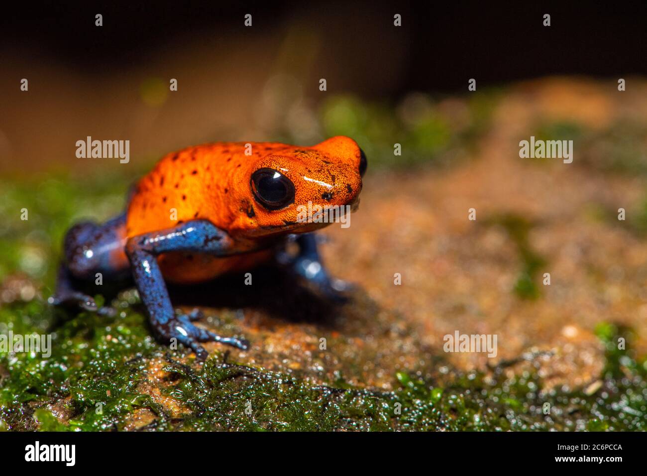 Blue-jeans Frog or Strawberry Poison-dart Frog (Dendrobates pumilio), Frogs  Heaven, Limon, Costa Rica Stock Photo - Alamy