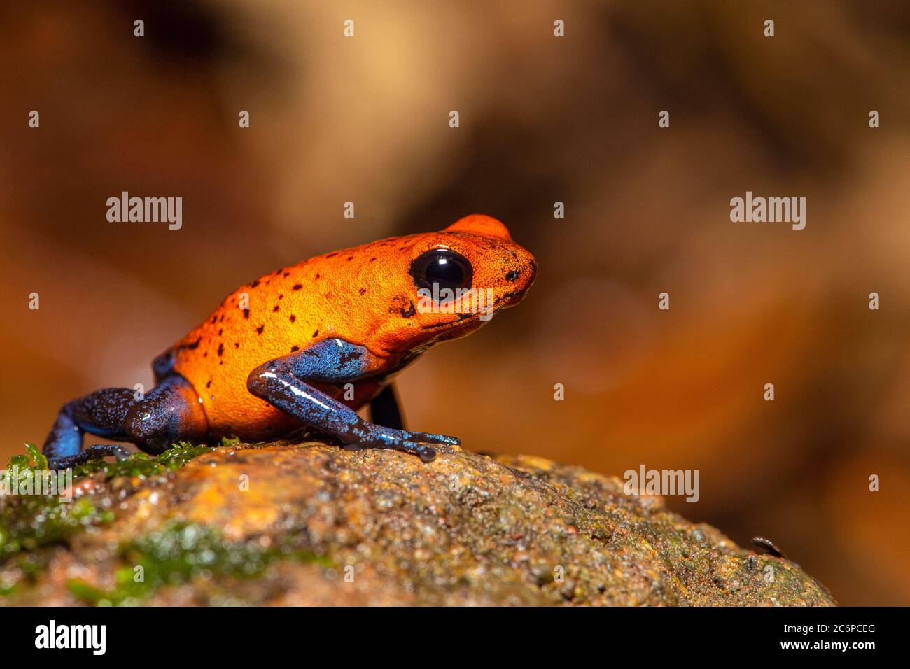 Bluejeans Frog or Strawberry Poisondart Frog (Dendrobates pumilio
