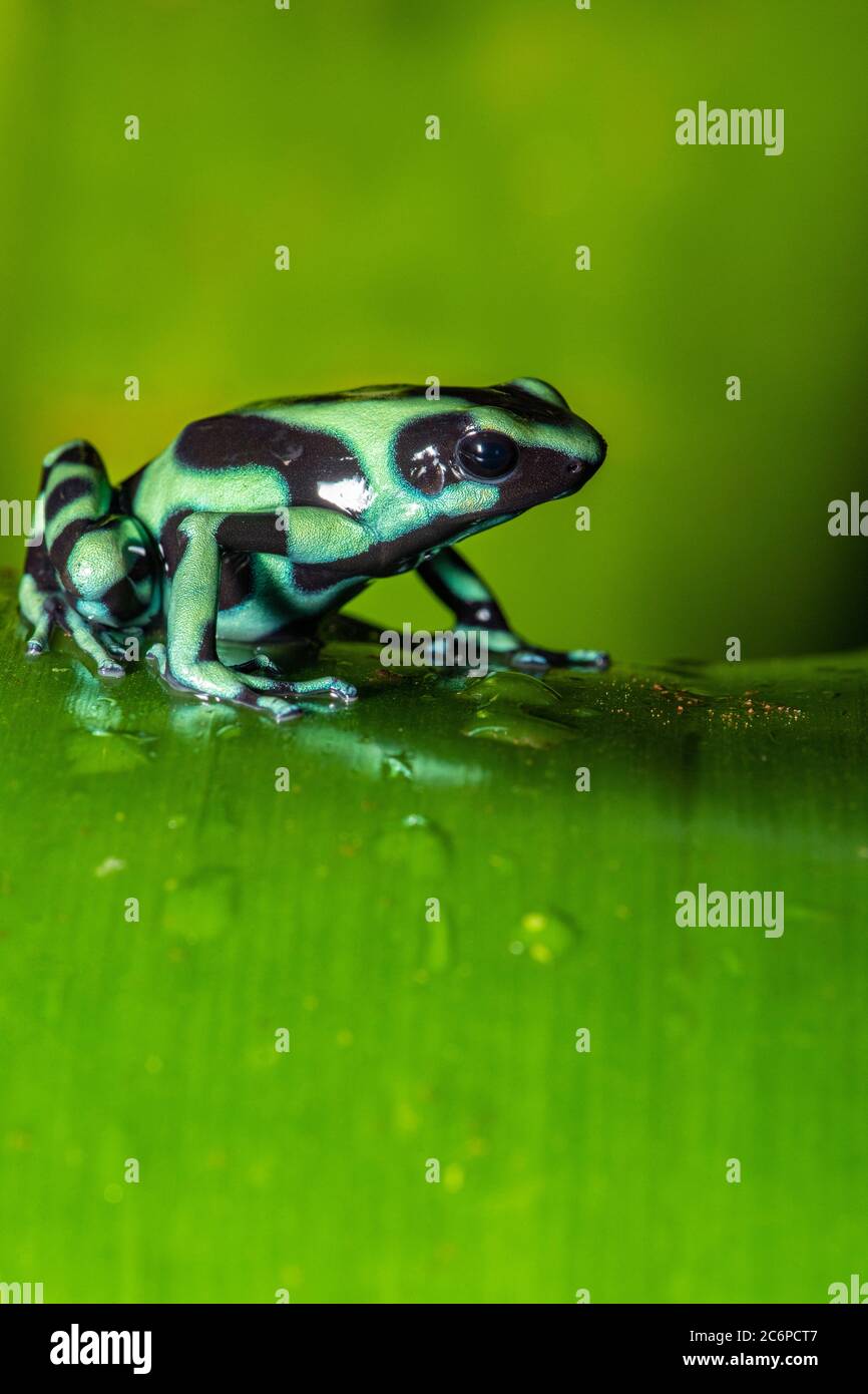 Greenandblack poison dart frog (Dendrobates auratus), Frogs Heaven