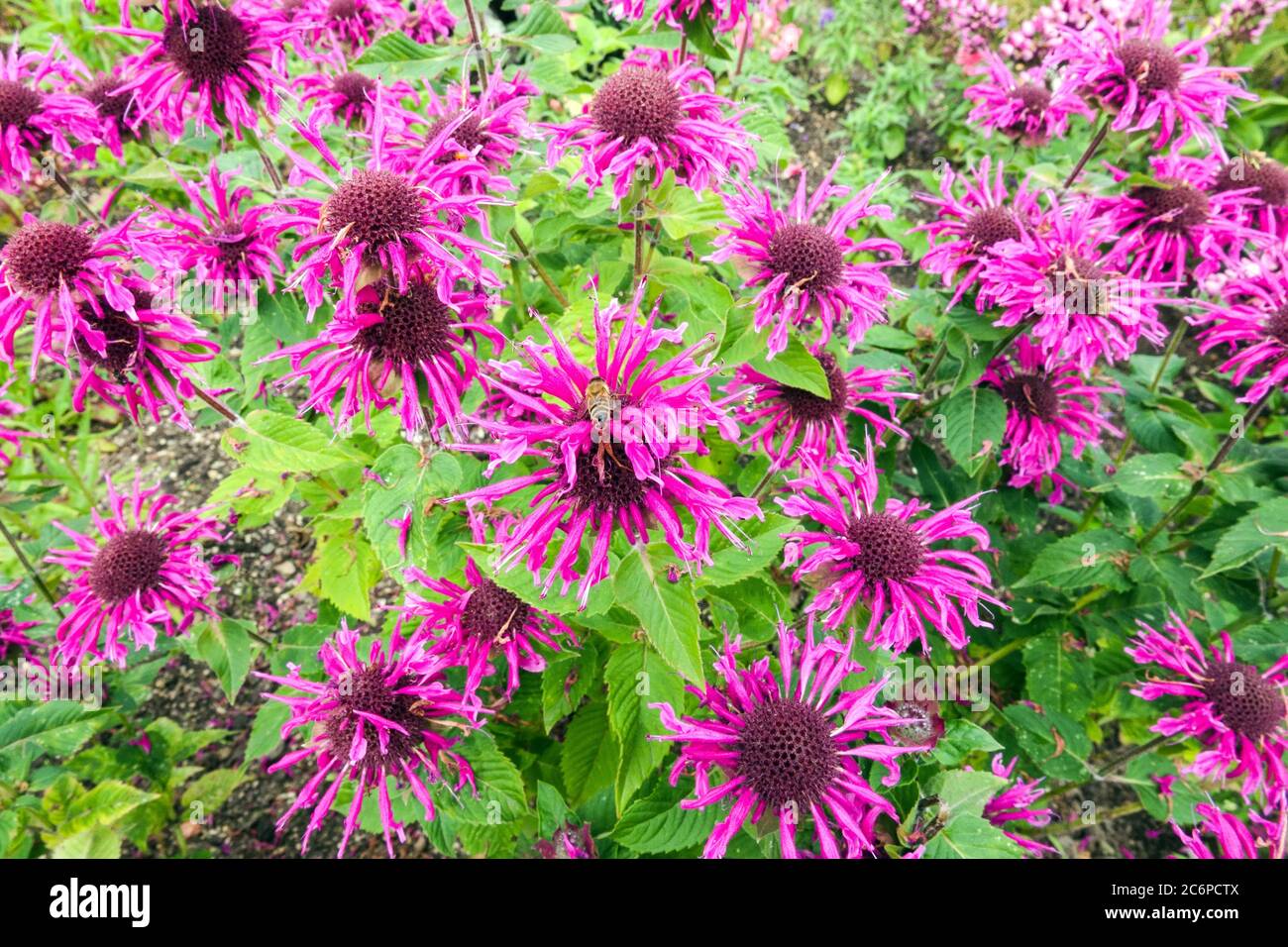 Purple Monarda 'Bee-Free'  Bergamot Beebalm Stock Photo
