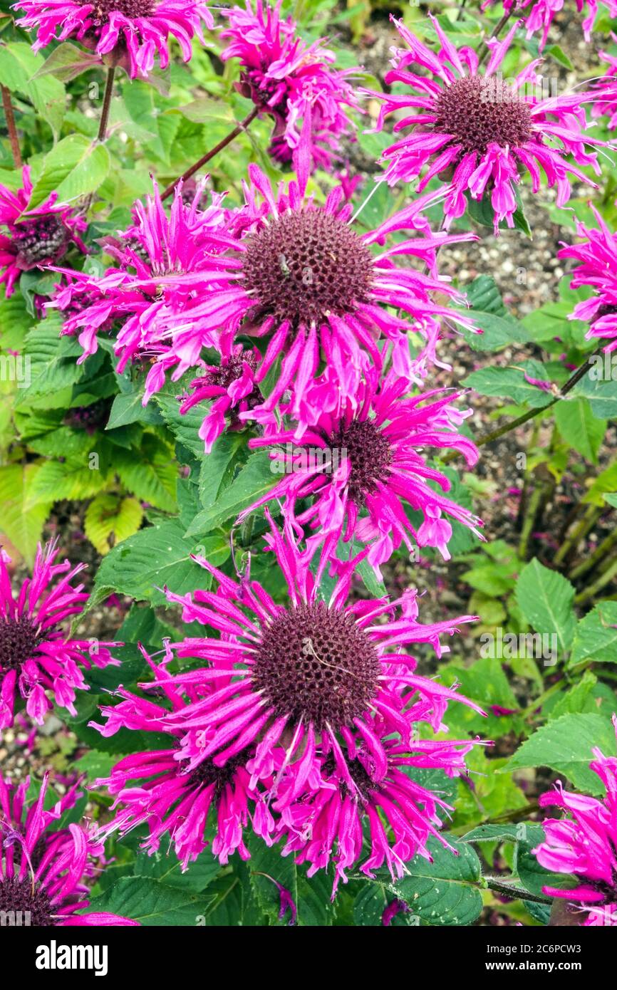 Purple Monarda 'Bee-Free' Stock Photo - Alamy