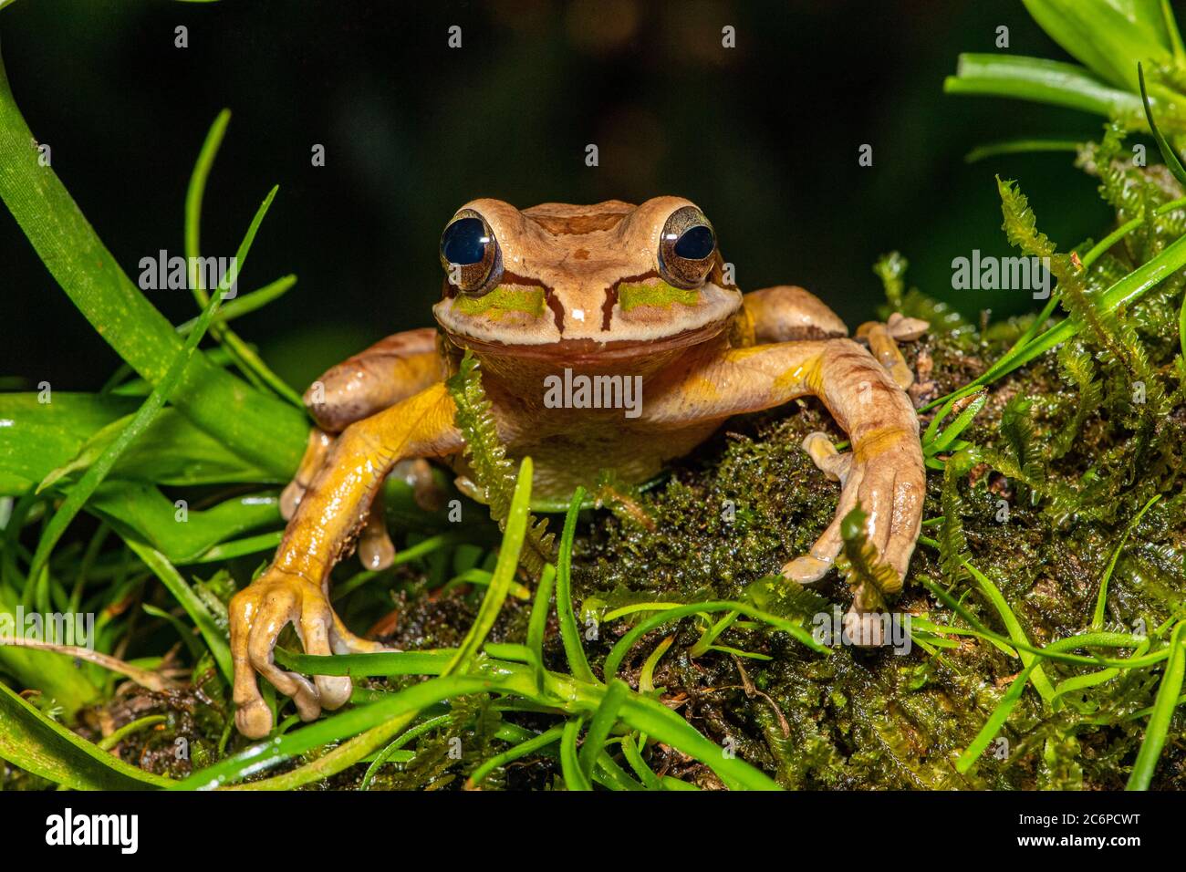 Masked Tree Frog (Smilisca phaeota), Frogs Heaven, Limon, Costa Rica Stock Photo