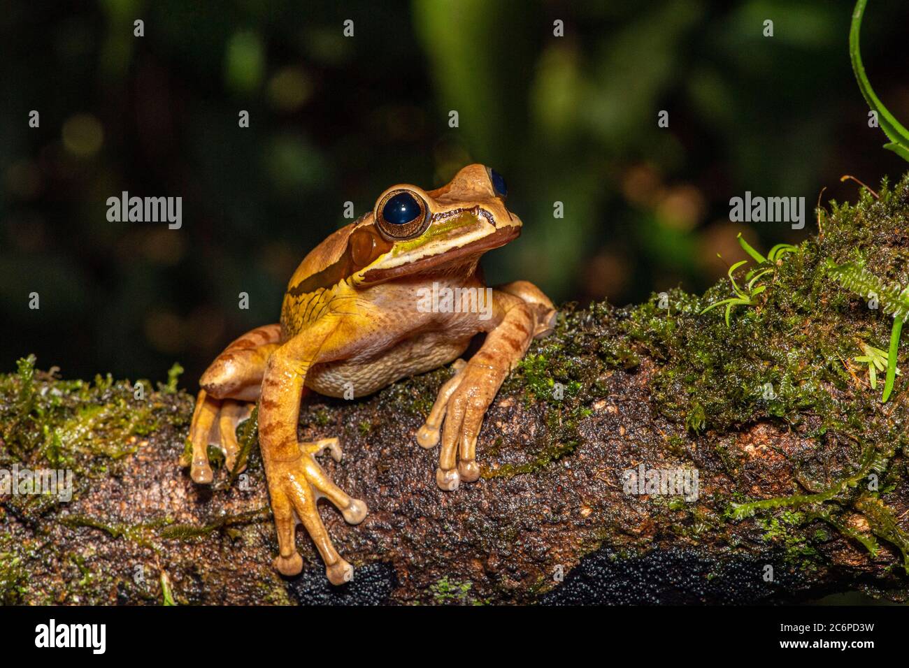 Masked Tree Frog (Smilisca phaeota), Frogs Heaven, Limon, Costa Rica