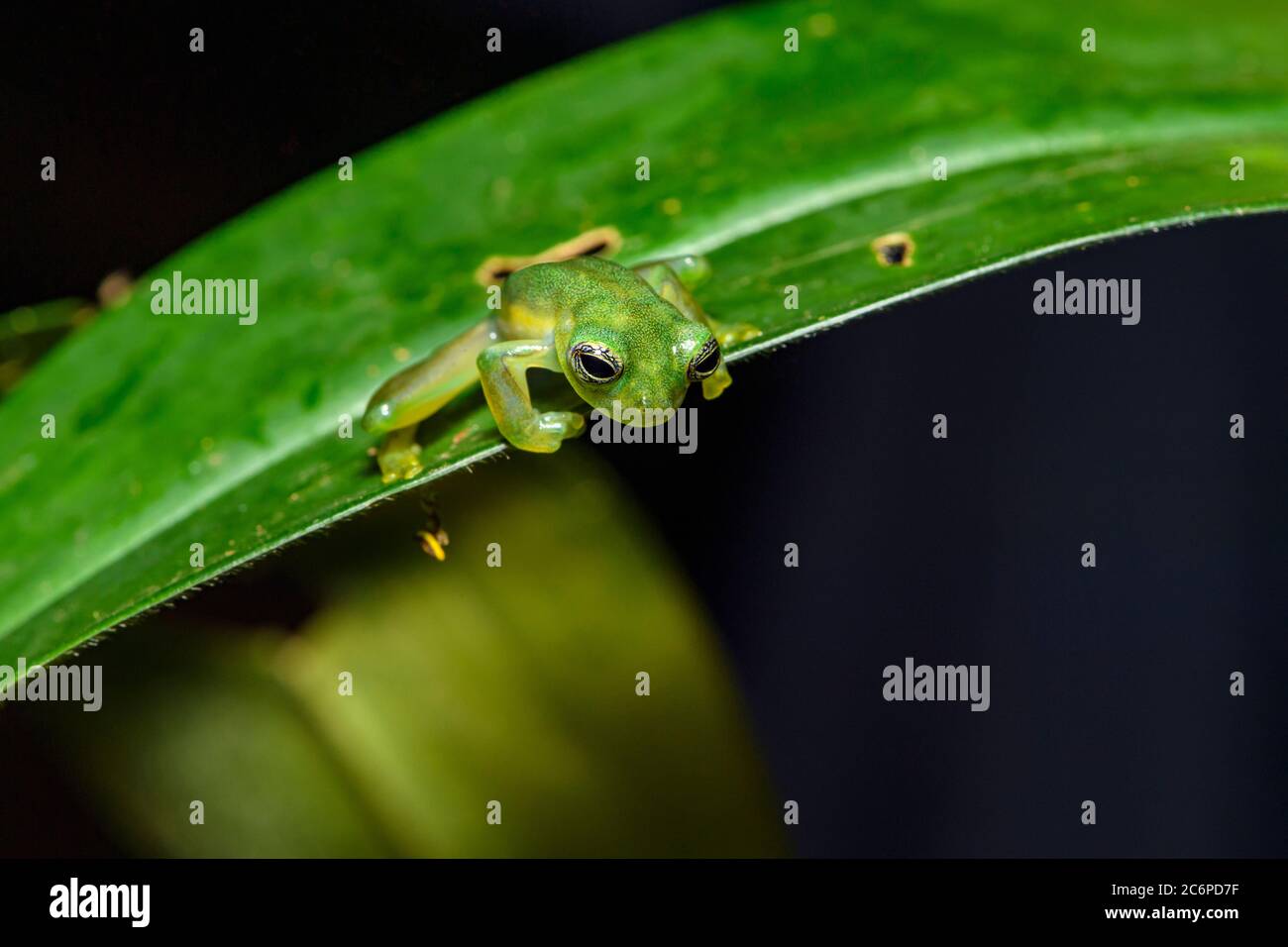 Spiny Glass Frog (Teratohyla spinosa, Frogs Heaven, Limon, Costa Rica Stock Photo