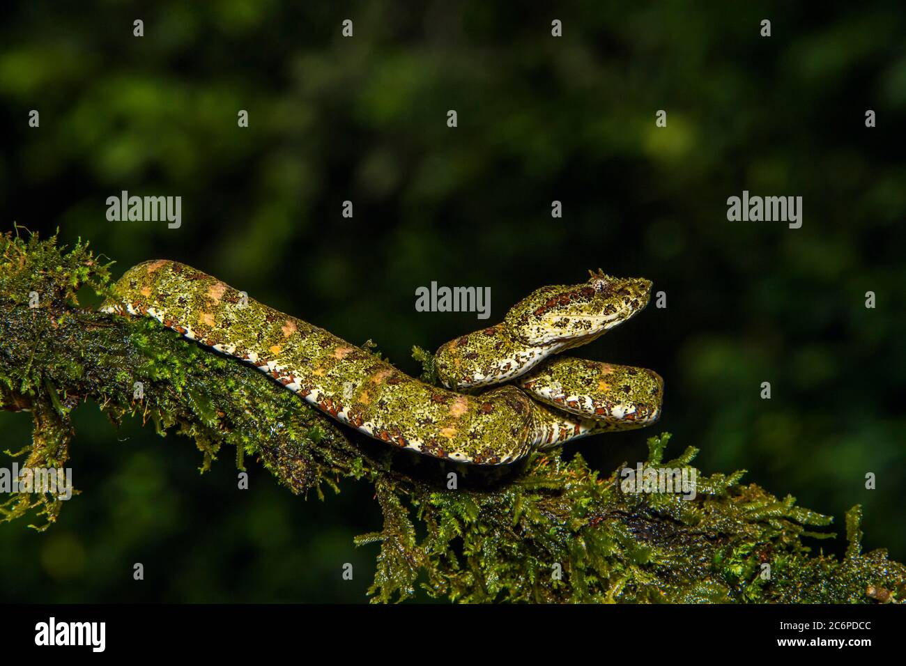Eyelash viper (Bothriechis schlegelii), Laguna del lagarto, Alajuela, Costa Rica Stock Photo