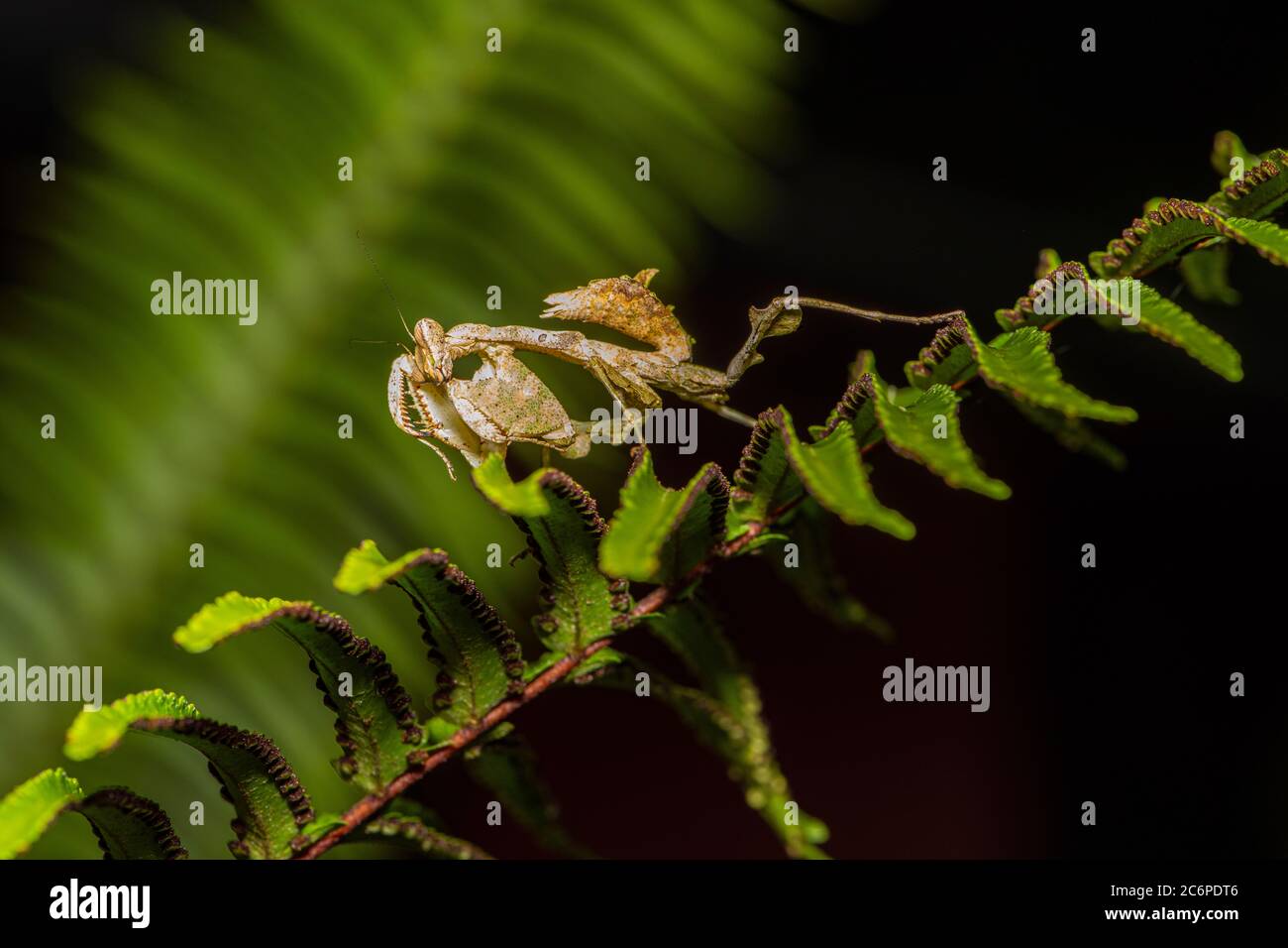 Praying mantis on a fern frond near dusk, Laguna del Lagarto, Alajuela, Costa Rica Stock Photo