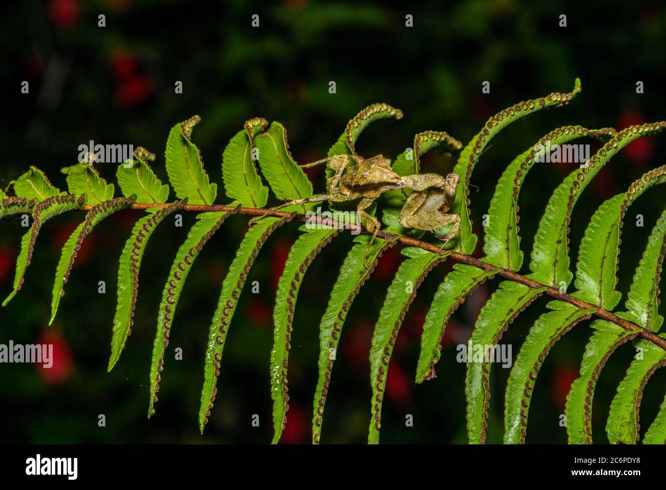 Praying mantis on a fern frond near dusk, Laguna del Lagarto, Alajuela, Costa Rica Stock Photo