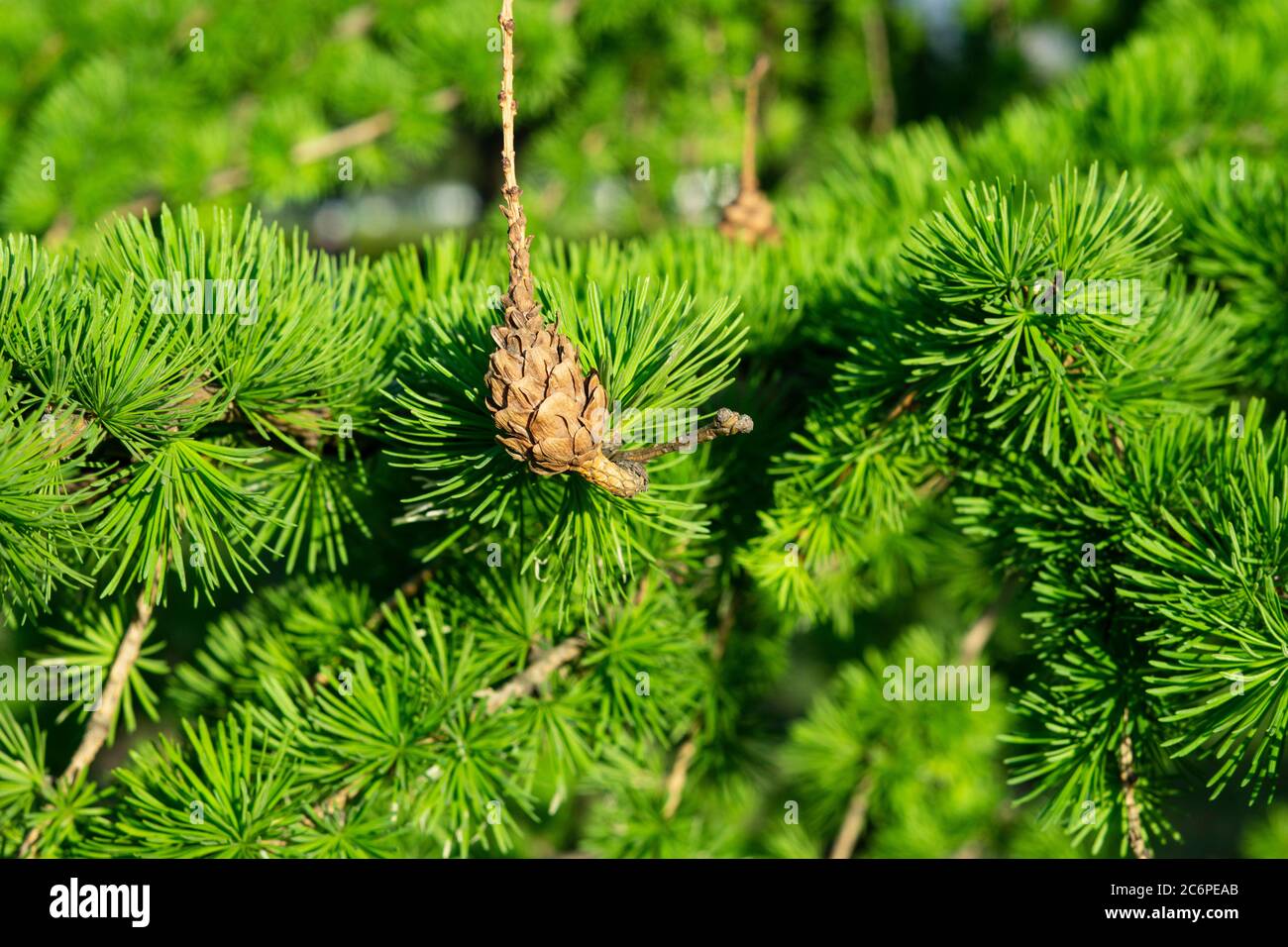 Close up of larch tree branches hi-res stock photography and images - Alamy