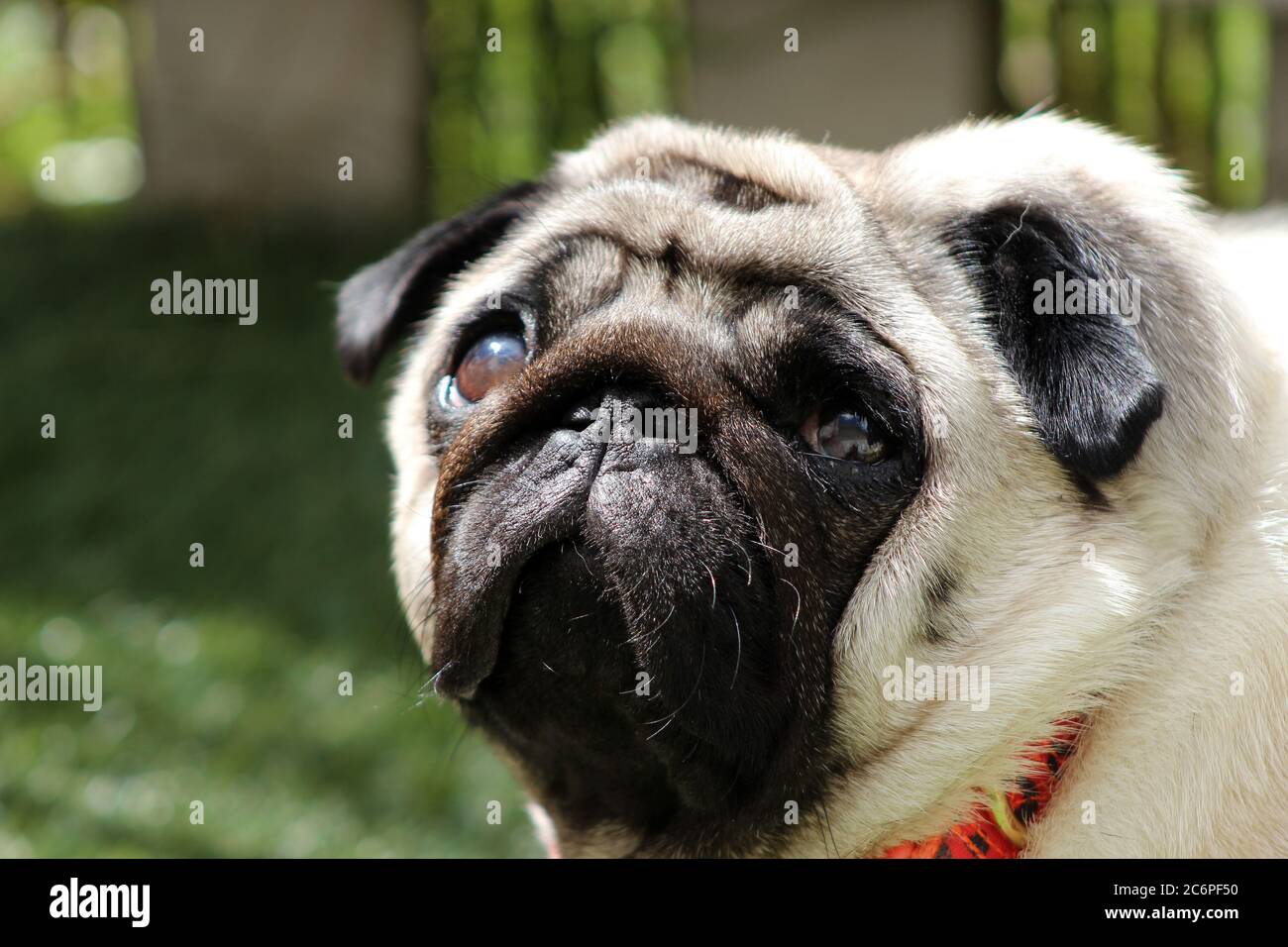 Pug looking up Stock Photo