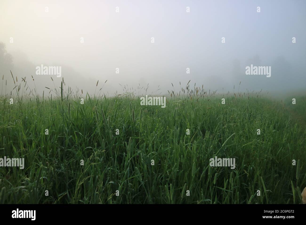 A foggy morning Stock Photo