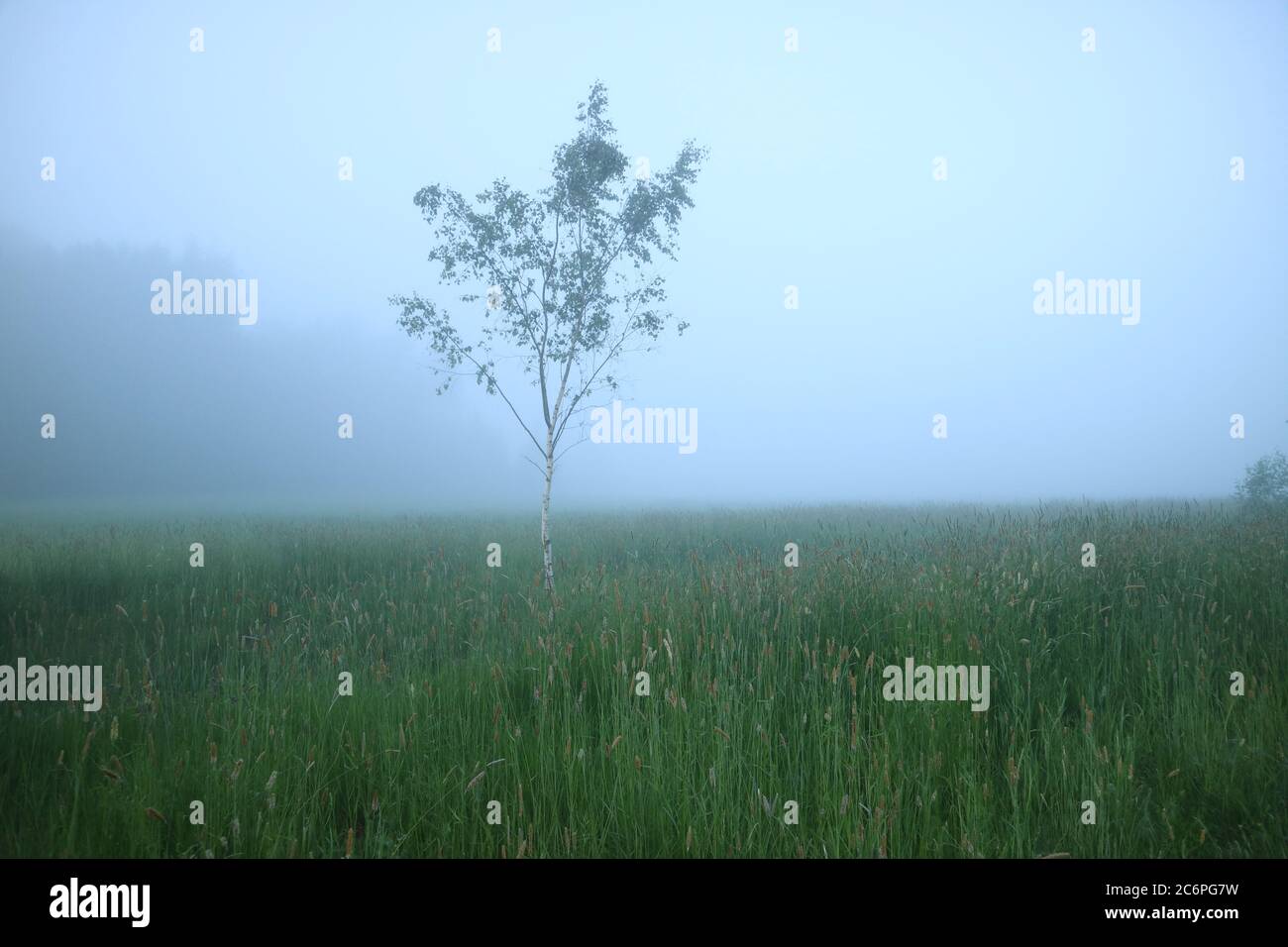 A lone birch on a foggy morning Stock Photo